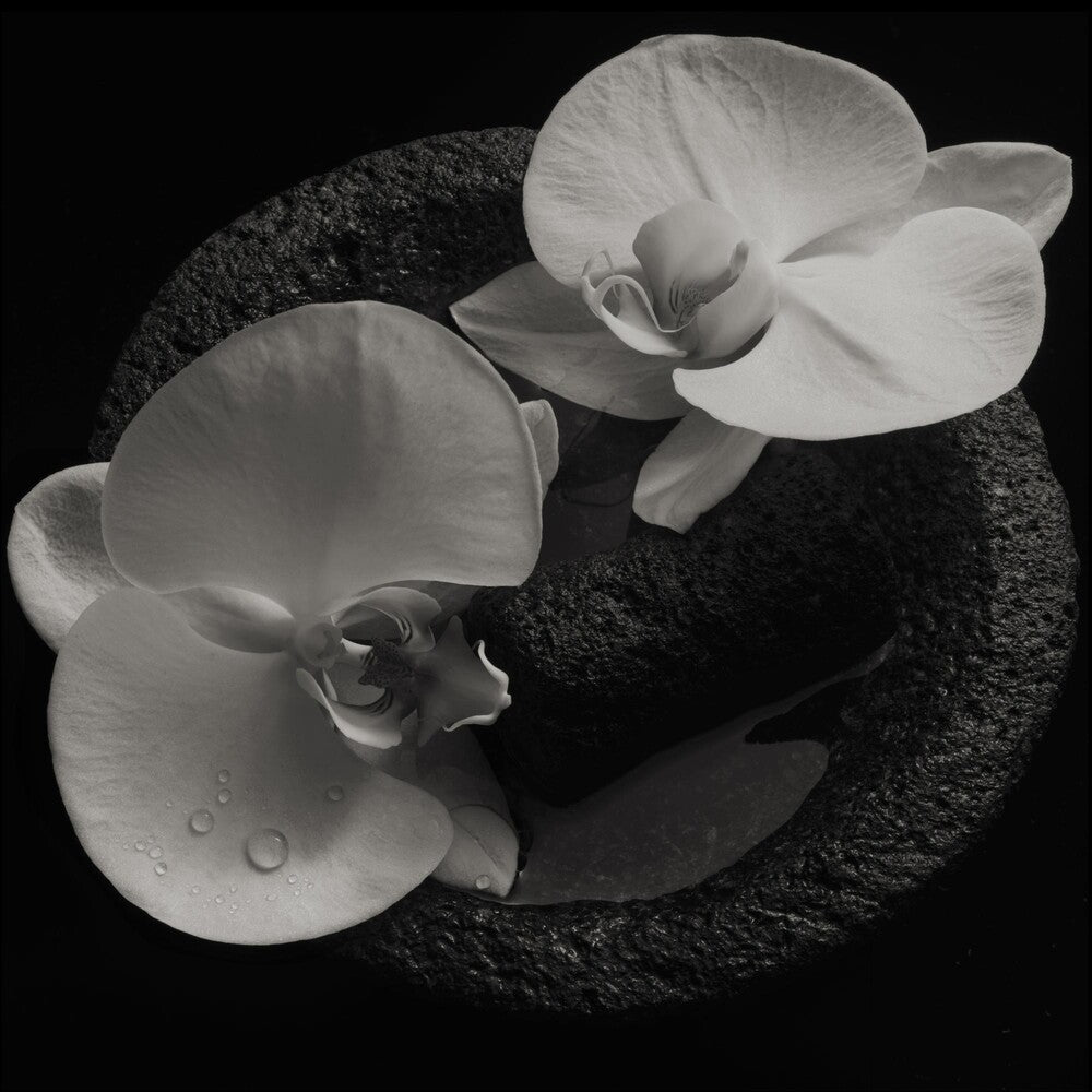 the album cover for Mike Patton - Corpse Flower [LP]