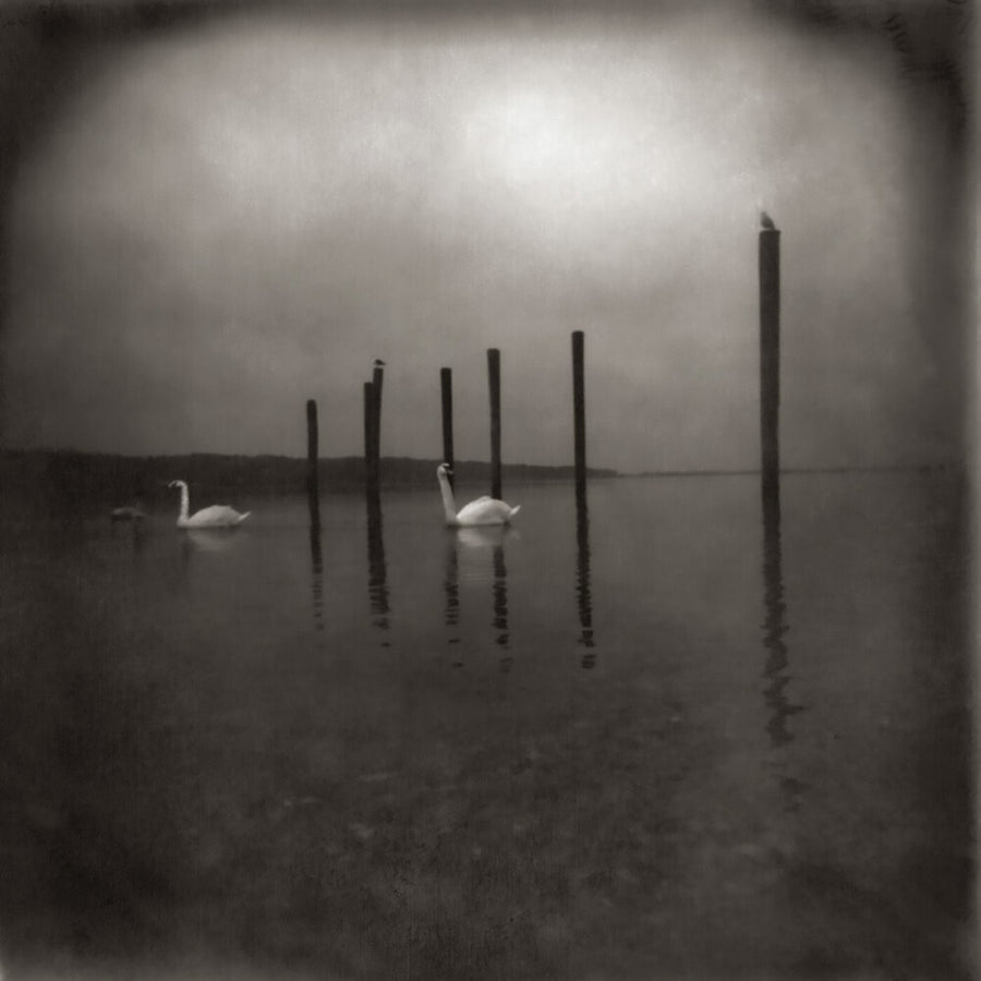 the album cover for Om - Conference Of The Birds