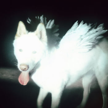 the album cover for Fat Dog - Cancel Me (I'm Tired) [Indie Exclusive Coke Bottle Green]