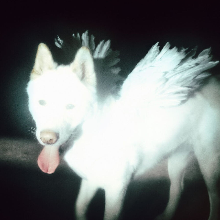 the album cover for Fat Dog - Cancel Me (I'm Tired) [Indie Exclusive Coke Bottle Green]