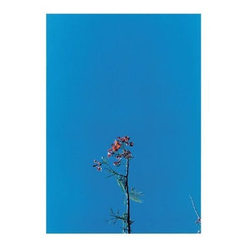 Joanna Newsom & The Ys Street Band Ep - Newsom, Joanna