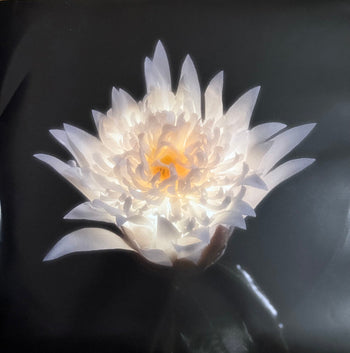 Time Is A Flower - Telenova