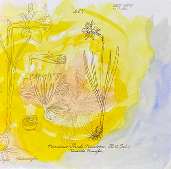 Daffodils - Asher, Sarah