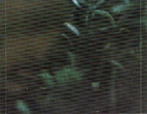 Katy Lied - Steely Dan